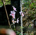 粉红色桃花