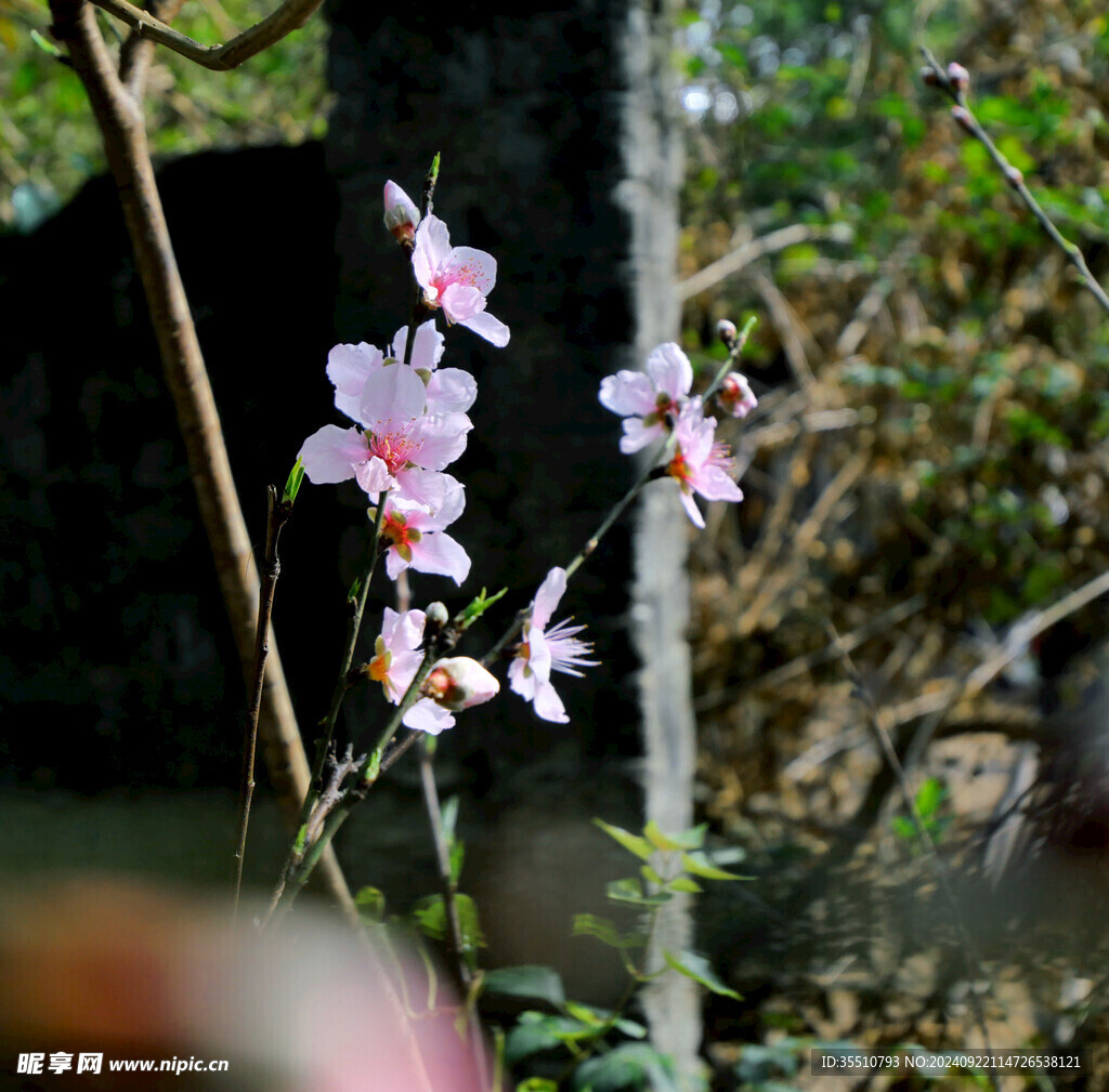 粉红色桃花