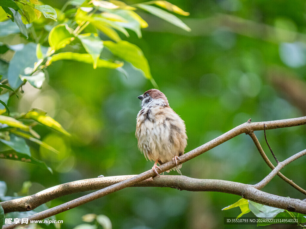 麻雀