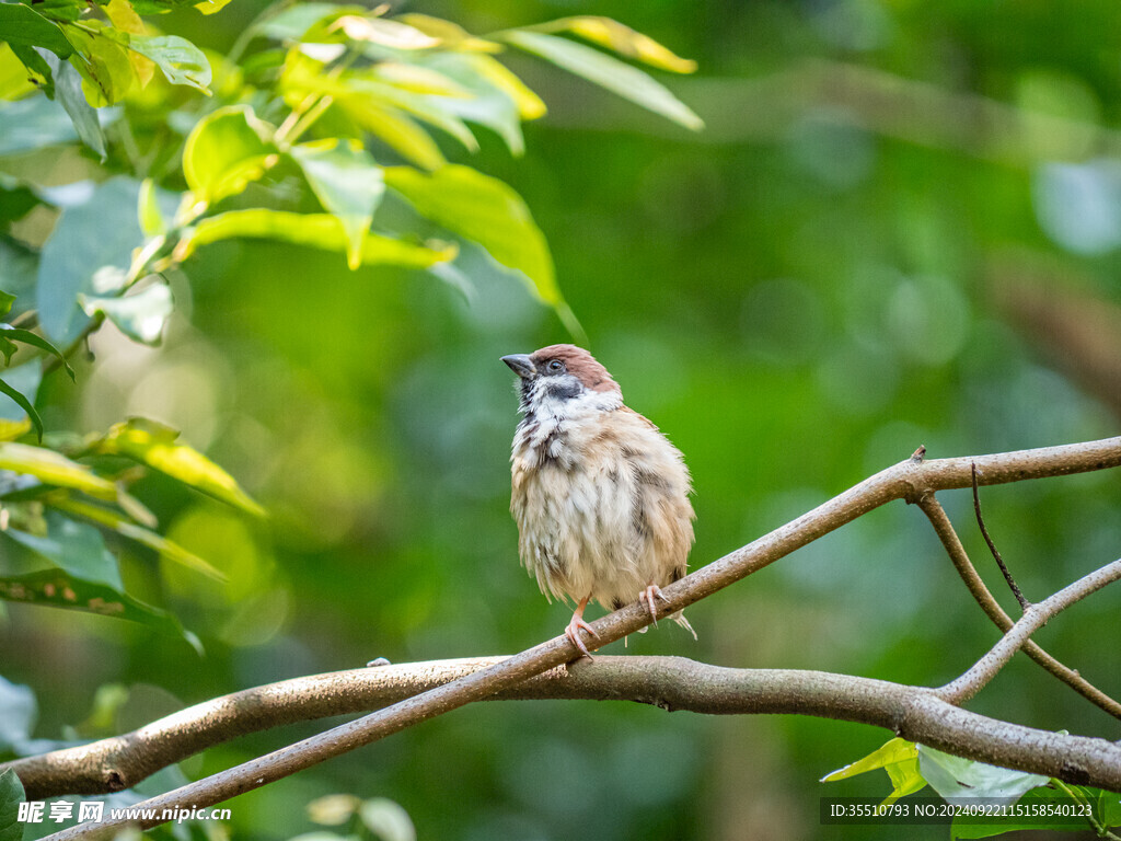 麻雀