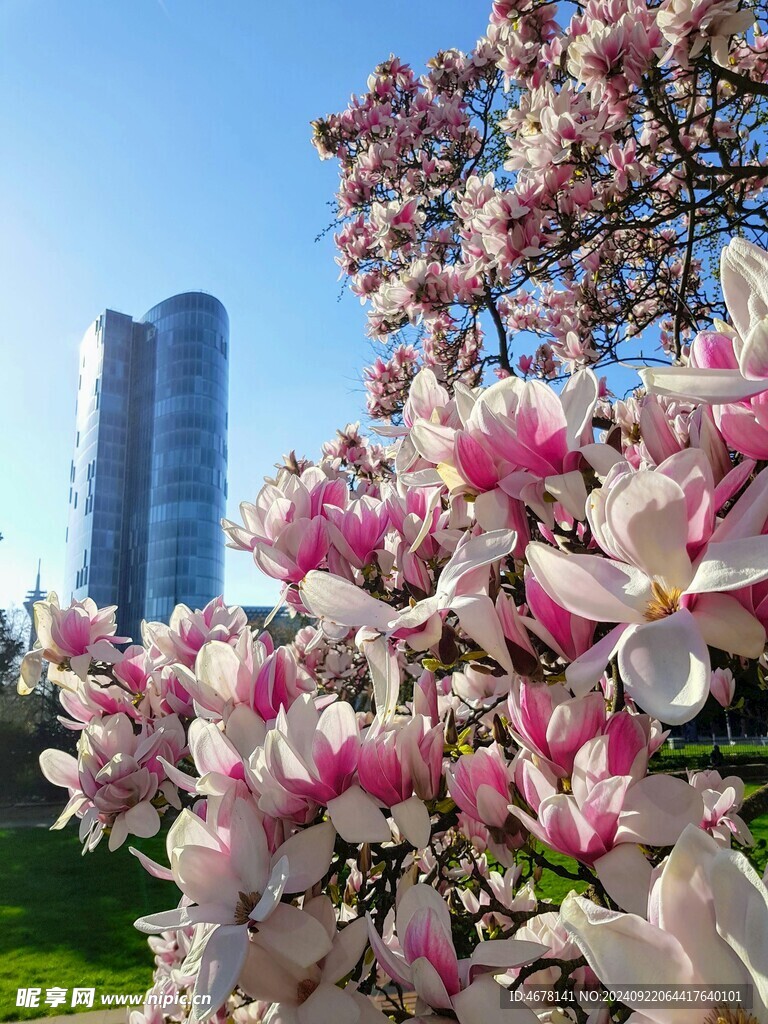 玉兰花