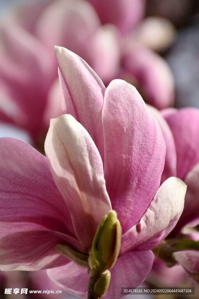 玉兰花
