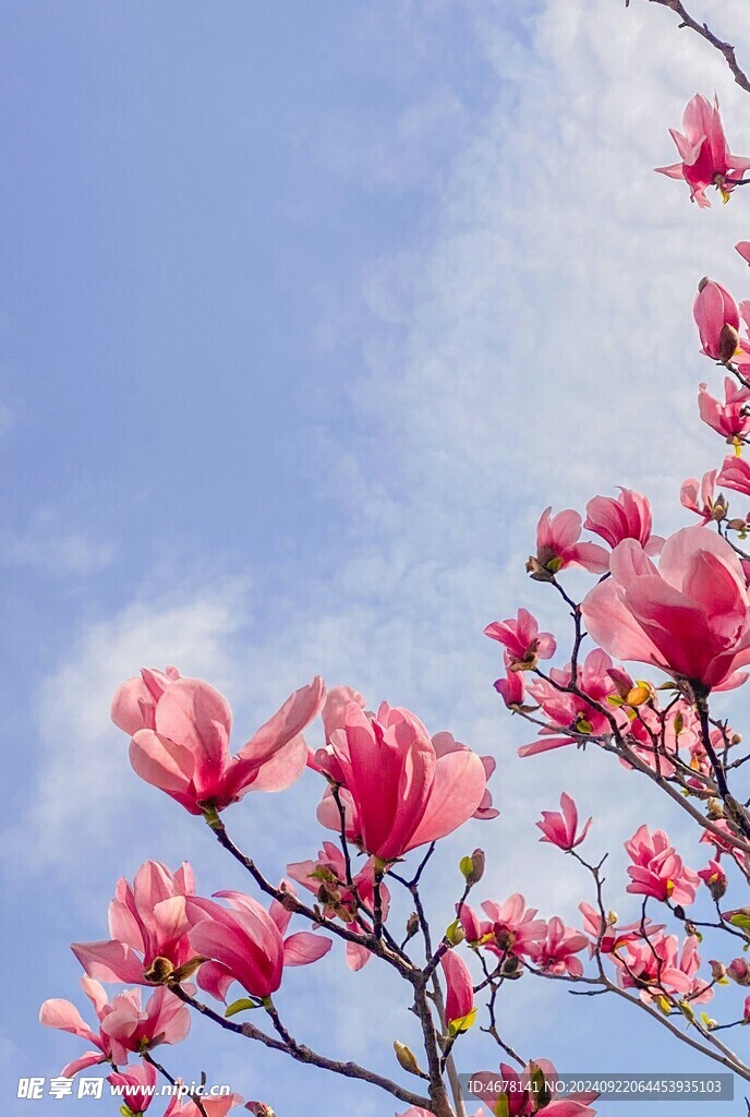 玉兰花