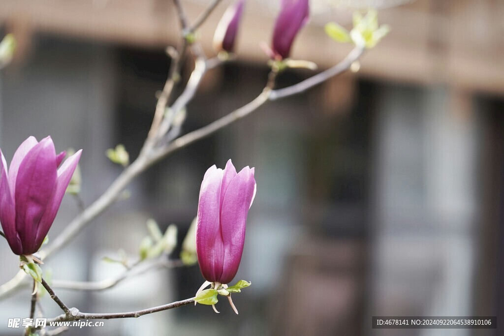 玉兰花