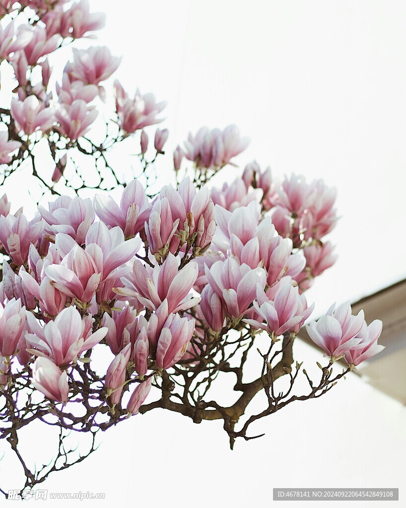 玉兰花