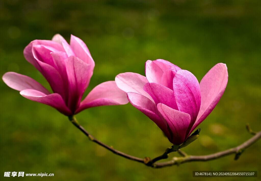 玉兰花