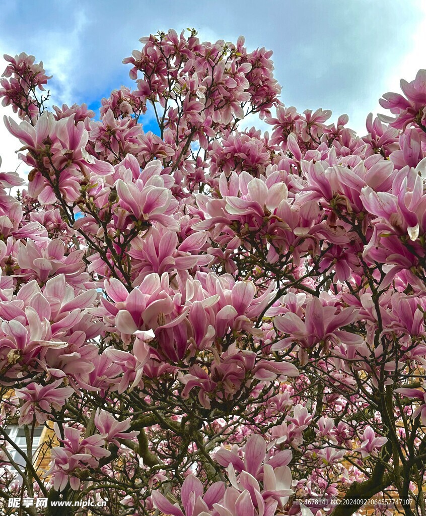 玉兰花