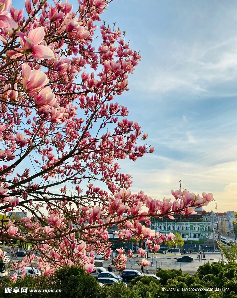 玉兰花