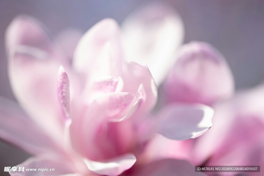 玉兰花