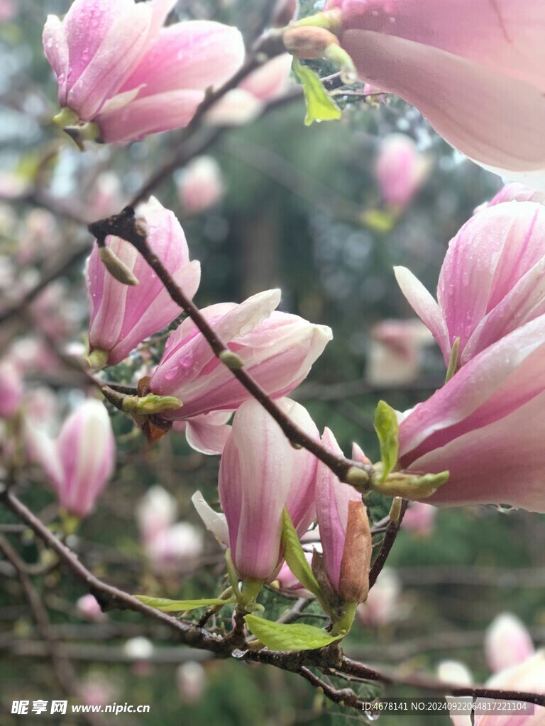 玉兰花