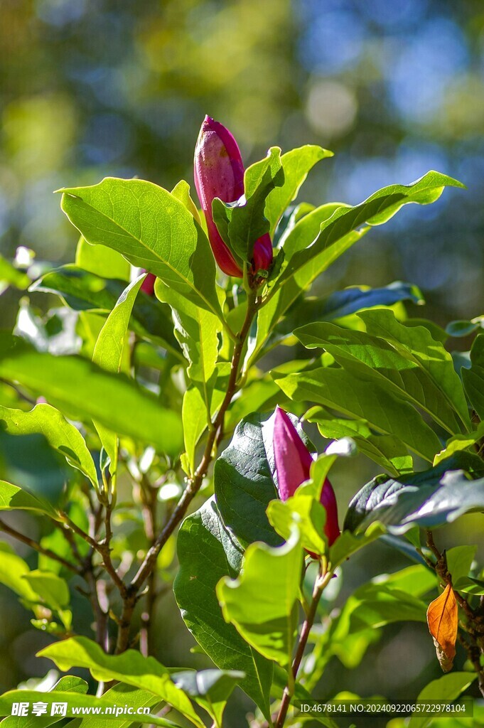 玉兰花