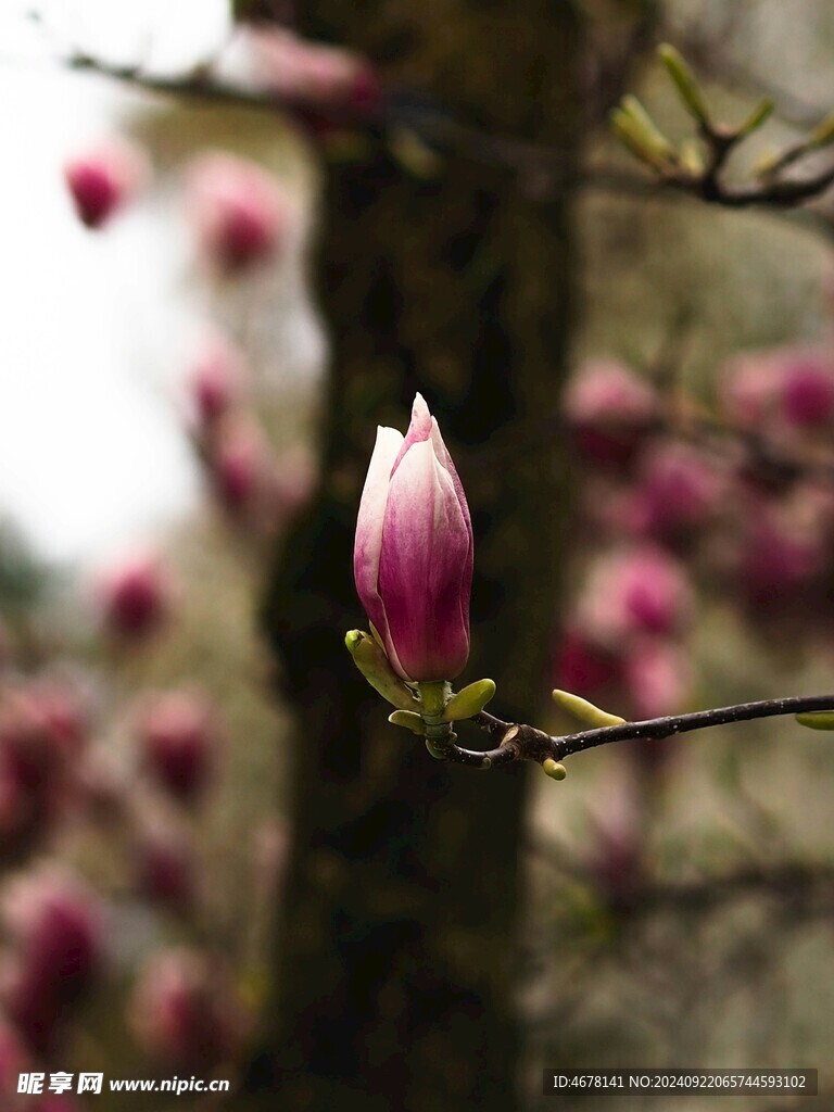玉兰花