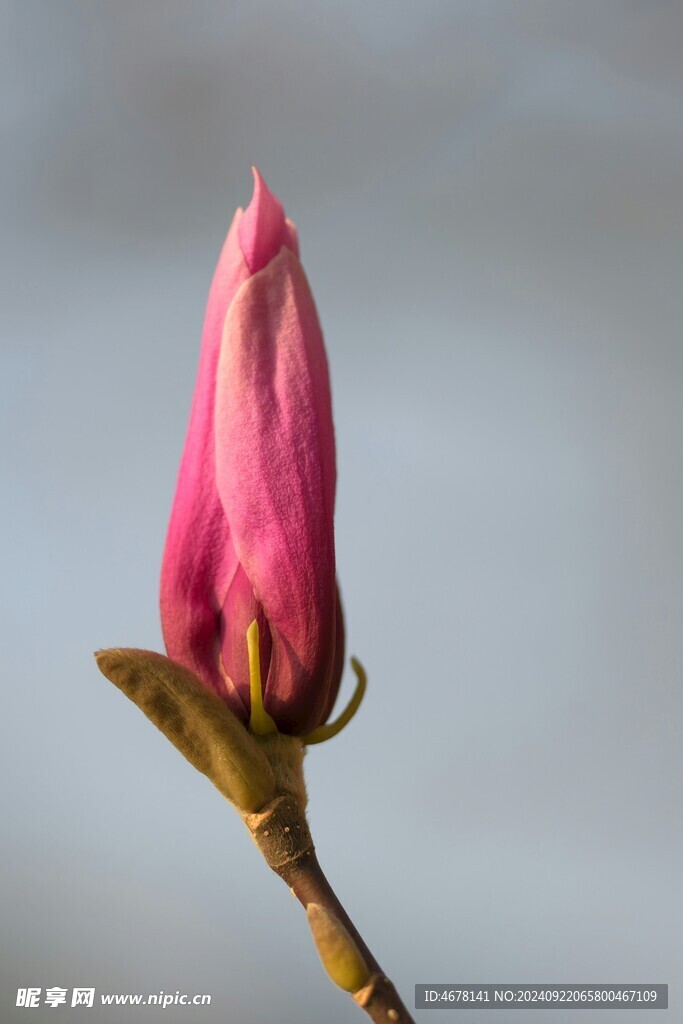 玉兰花