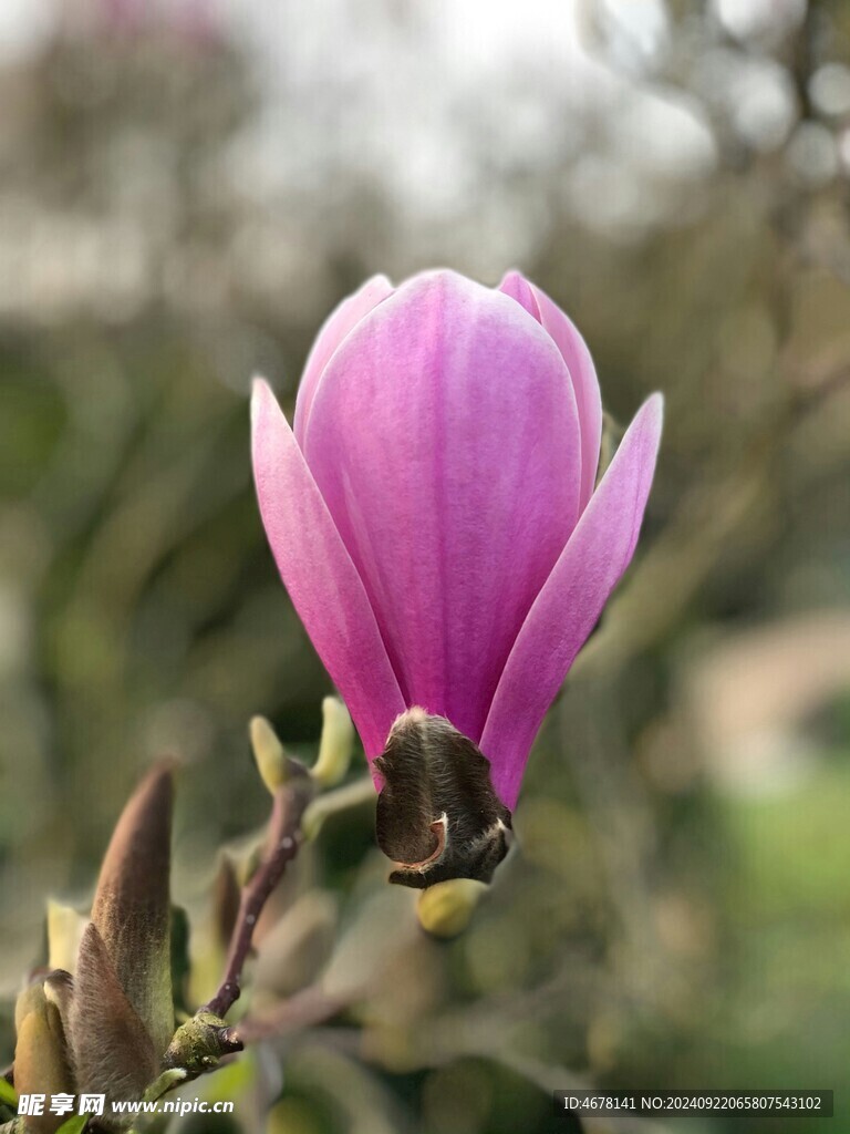 玉兰花