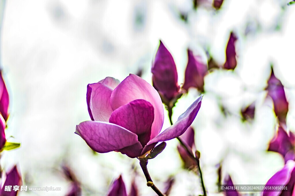 玉兰花