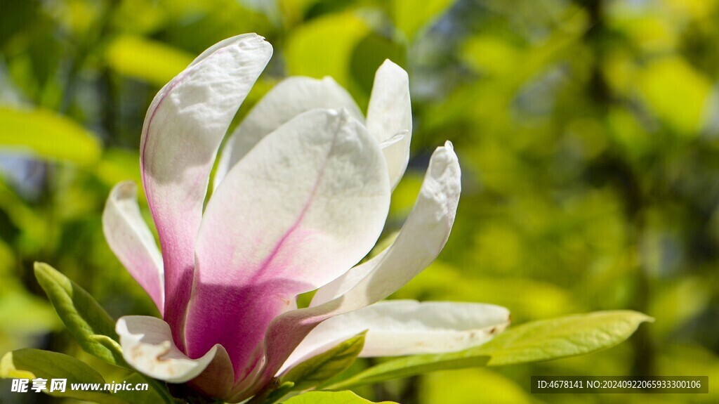 玉兰花