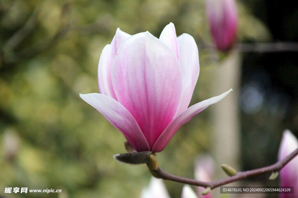 玉兰花