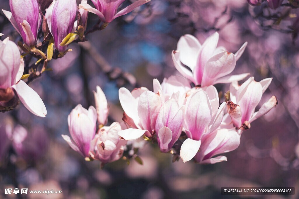 玉兰花