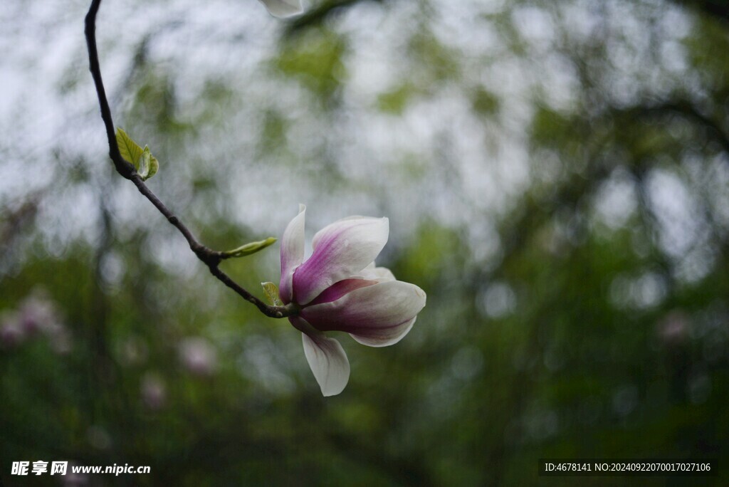 玉兰花