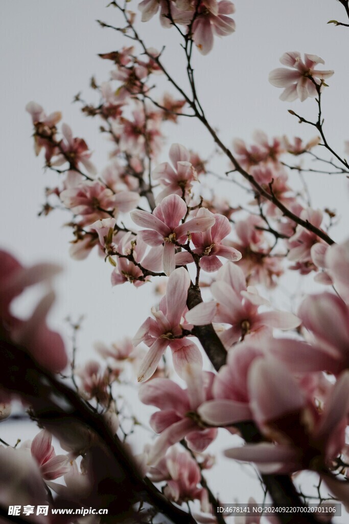 玉兰花