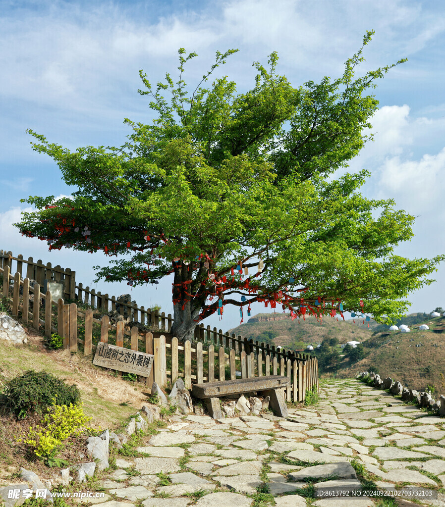 百里荒山楂树