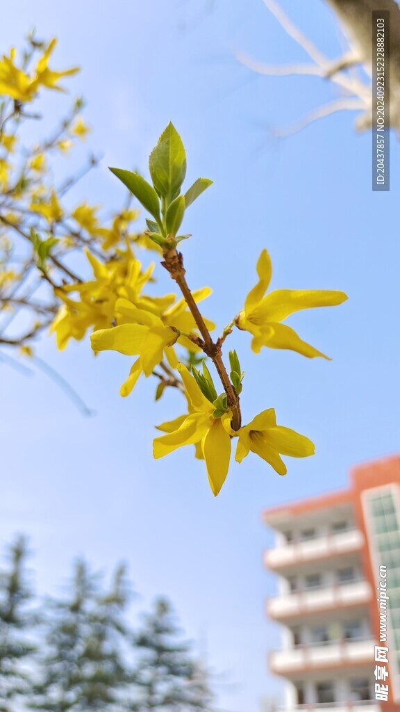 连翘花  