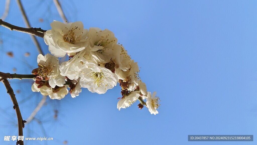 梅花