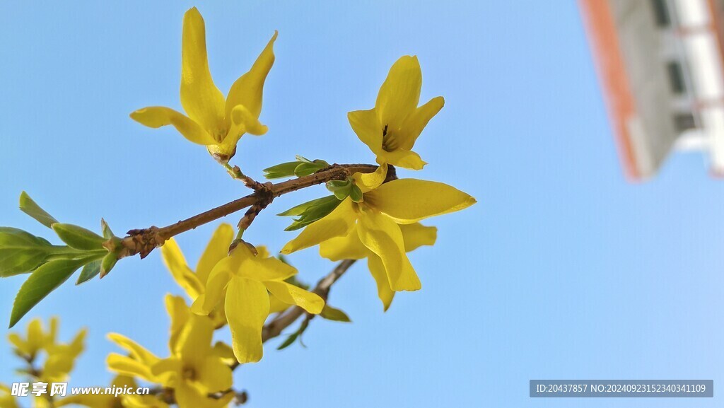 连翘花