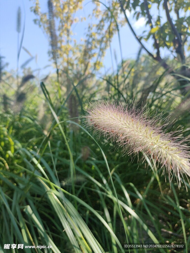 红尾草  