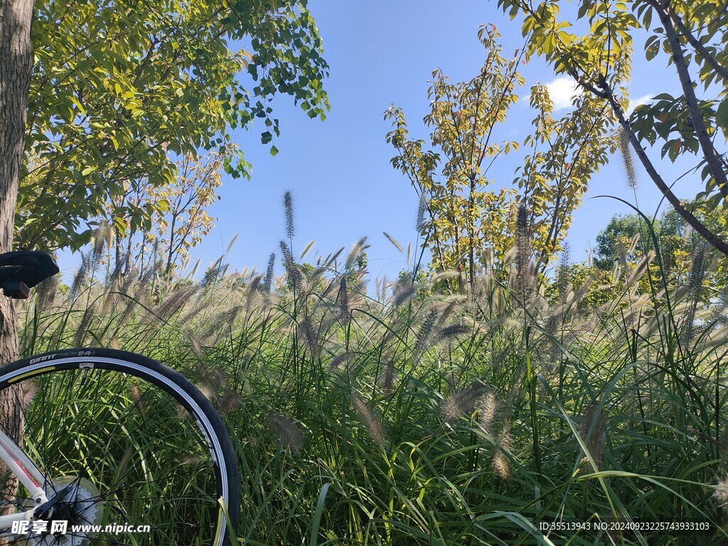 初秋骑行茅草风景