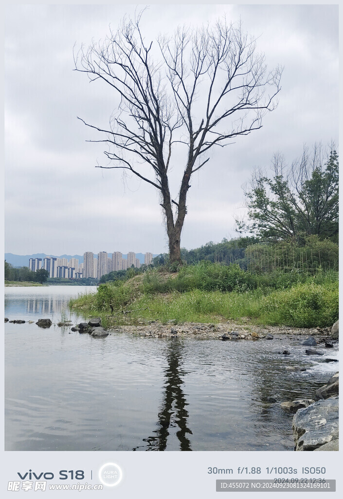 河岸枯树 