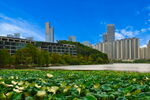 城市公园美景