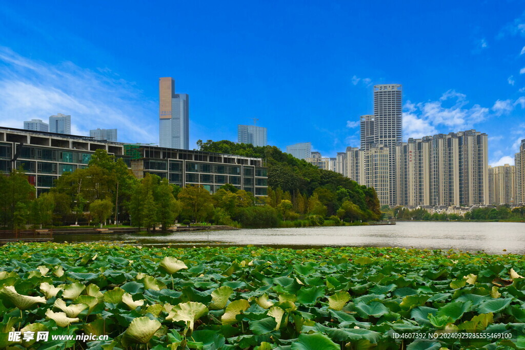 城市公园美景