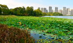 长沙城市公园美景