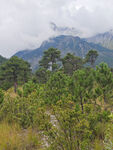 高山马尾松