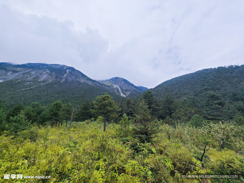 高山植被