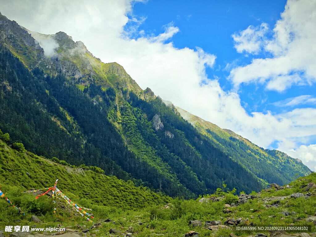 高山草甸