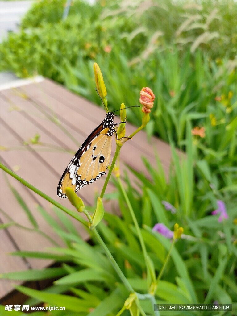 草地蝴蝶 花朵 桌面墙纸