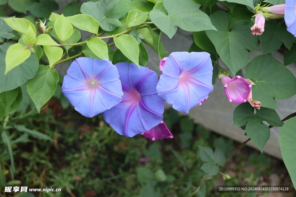 牵牛花