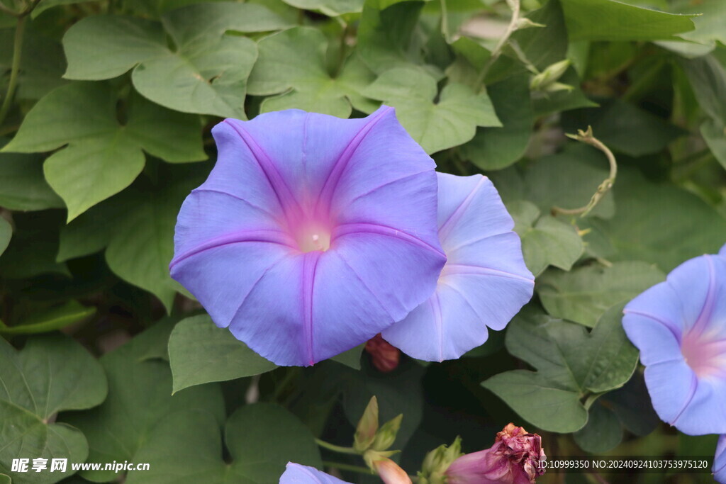 牵牛花