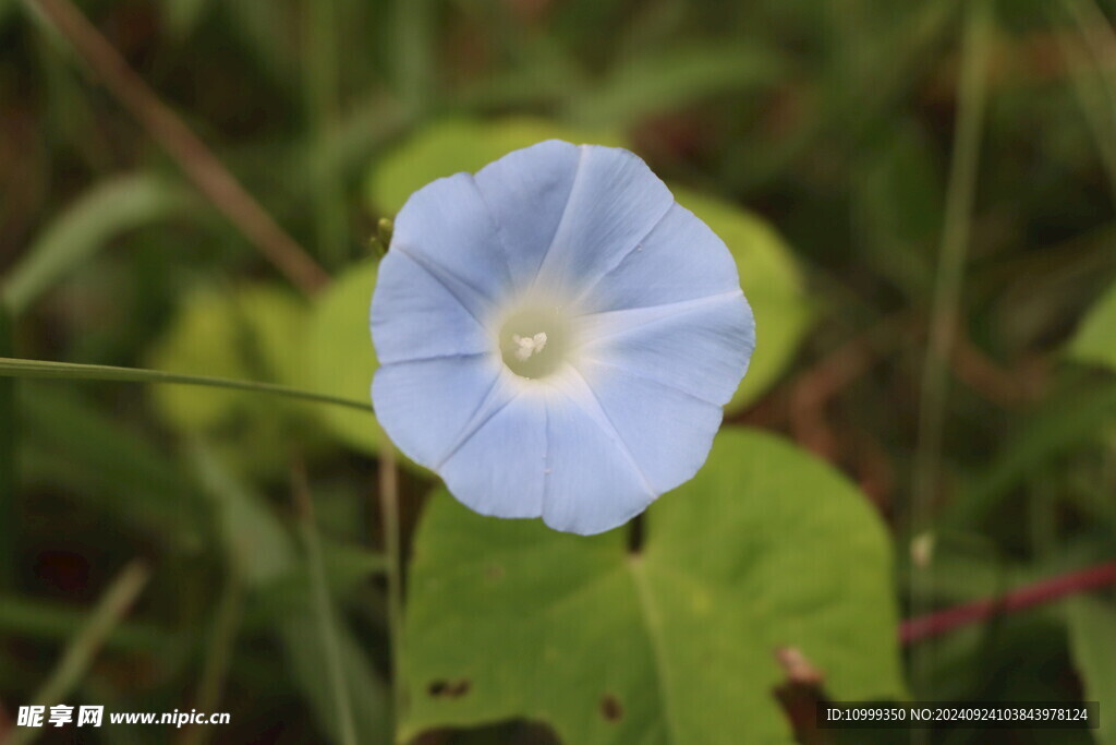 牵牛花