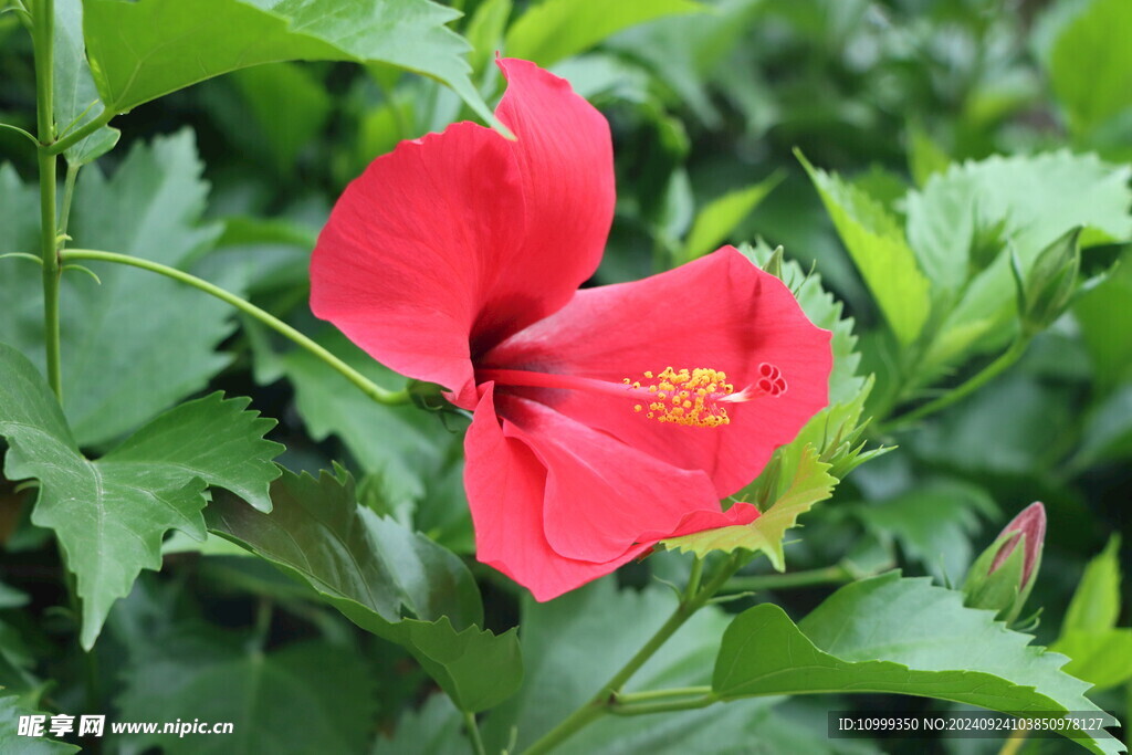 扶桑花