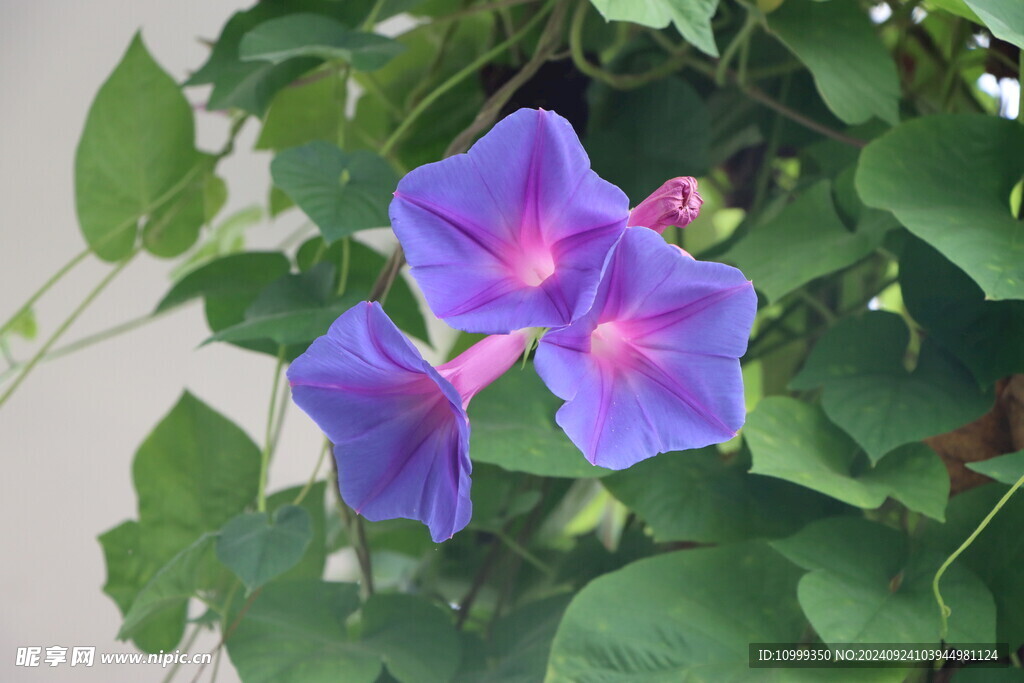 牵牛花