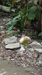 田园猫
