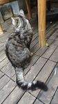 宠物猫