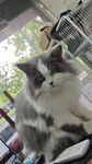宠物猫