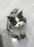 宠物猫