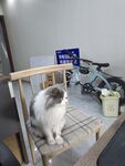 宠物猫