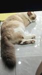 布偶猫