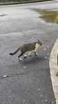 田园猫 